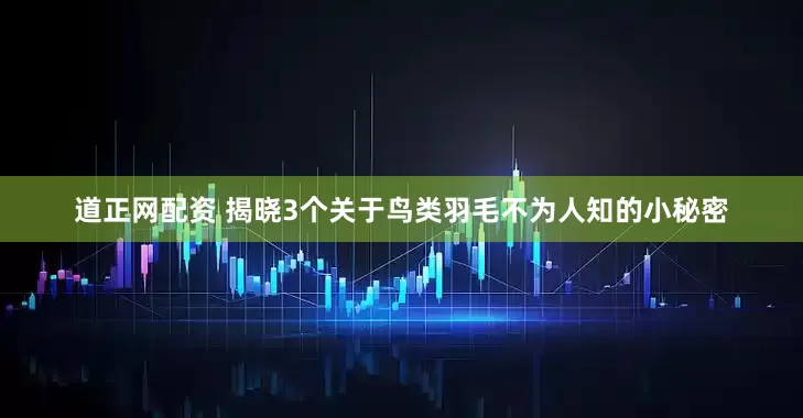道正网配资 揭晓3个关于鸟类羽毛不为人知的小秘密