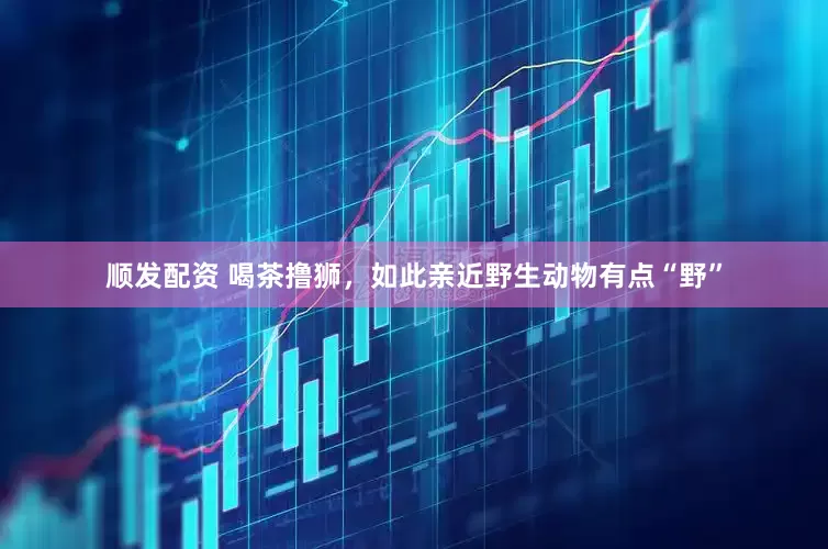 顺发配资 喝茶撸狮，如此亲近野生动物有点“野”